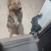 سگ ژرمن شپرد|سگ|تهران, تهرانسر شمالی|دیوار