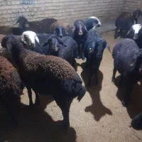 شیشک|حیوانات مزرعه|الیگودرز, |دیوار