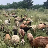 گوسفند داشتی و گوشتی