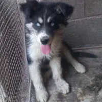 توله سه ماهه هاسکی ماده|سگ|اصفهان, ارغوانیه|دیوار