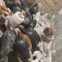 بغلمون ماده بالغ