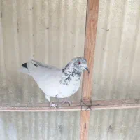 یک عدد کفتر کله دار ماده سو قدیم پرشی