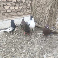 ۶ عدد نر کار درست