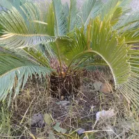 سیکاس ۱۰ ساله