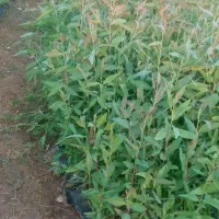 نهال آکالیپتوس(آکالاتوس)|گل و گیاه طبیعی|گتوند, |دیوار