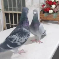 کبوتر شهرستانی طوقی وسرورو....|پرنده|بومهن, |دیوار