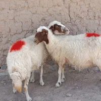 2راس میش کله بور داشتی جنس ناب جهت داشتی