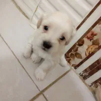 توله سگ|سگ|بروجرد, |دیوار