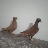 کفتر|پرنده|فیروزه, |دیوار