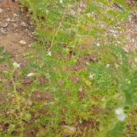 زمین تجاری فروشی