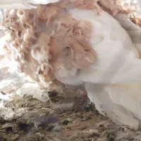 کبوتر جکسون نر و جوجه دم چتری