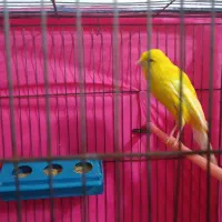 یک عدد قناری نر رسمی بلند جوان سالم|پرنده|قزوین, |دیوار