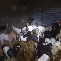 گله بزداشتی همگی جوان و یک دست، کهره دار و آبستن|حیوانات مزرعه|فراشبند, |دیوار