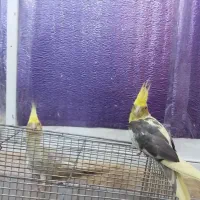 جفت عروس هلندی به ضمانت جوجه سخنگو ورام دستی|پرنده|رودسر, |دیوار