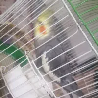 عروس هلندی نر