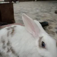 خرگوش