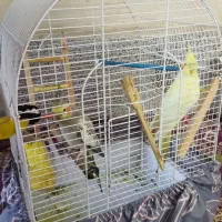 یه جفت عروس هلندی|پرنده|نسیمشهر, |دیوار