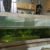 آکواریوم بزرگ|ماهیگیری|محمدیه-قزوین, |دیوار