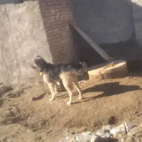 سگ خیلی تمیز سر حال نگهبانی یاگله