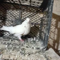 کبوتر|پرنده|ساوه, |دیوار