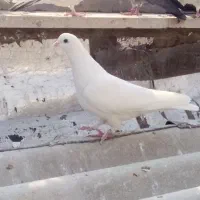 کبوتر غریب گیری