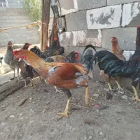 خروس جوان محلی|حیوانات مزرعه|فاضل آباد, |دیوار