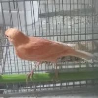 قناری . برفکی .