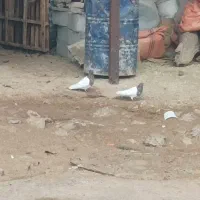 کبوتر کله ای