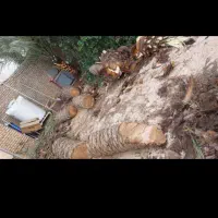 شادگان بریدوتمیزکردن درخت حتی حمل و نقل باماشین وا|خدمات باغبانی و درختکاری|قره قوین, |دیوار