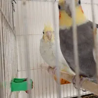 عروس هلندی سالم و بازیگوش