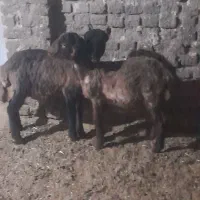 دو عدد بر قشنگ