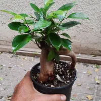 بونسای جینسینگ|گل و گیاه طبیعی|تهران, حشمتیه|دیوار