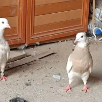 توقی کرم|پرنده|رامشیر, |دیوار