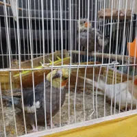 عروس هلندی زیر قیمت