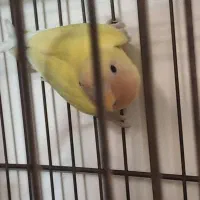 جوجه طوطی برزیلی