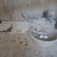 کفتر سار المانی