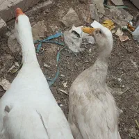 غاز و اُردک