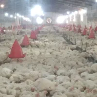 مرغ گوشتی قیمت درب مرغداری