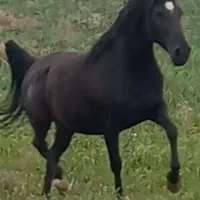 مادیون کرد.سن۷به ۸