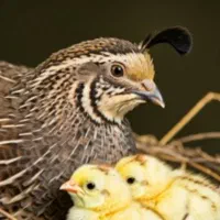 بلدرچین نر عکس دوم