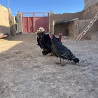 بوقلمون برنز نروماده