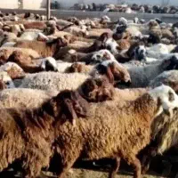 گوسفند دزدیده شده