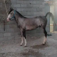 نریون 4ساله کره کیان رخش نوربخش‌وکامران قدیری|اسب و تجهیزات اسب‌سواری|ابریشم, |دیوار