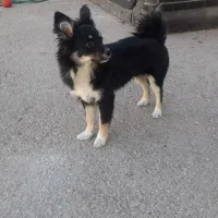 توله سگ پاکوتاه اشپیتز|سگ|بجنورد, |دیوار