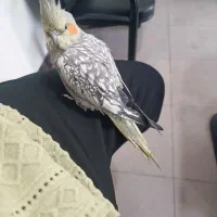 عروس هلندی