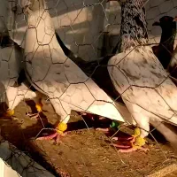 کبوترپرنده شلاقی