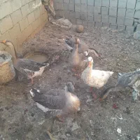 به علت نبود جا|حیوانات مزرعه|اردبیل, |دیوار