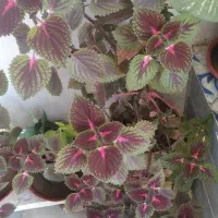 گل های طبیعی|گل و گیاه طبیعی|الشتر, |دیوار