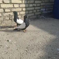 سینه سیاه دروشت پاچه دار