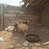 بره نر وماده|حیوانات مزرعه|بندرعباس, |دیوار